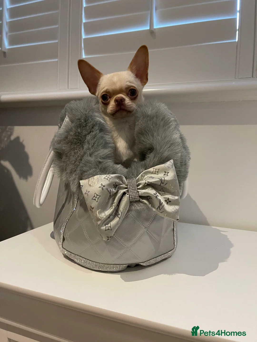 Chihuahua dogs for stud: STUNNING CREAM SMOOTH COAT CHIHUAHUA OPEN AT STUD in Grays - Advert 7