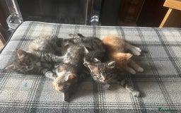 Mixed Breed cats for sale: Kittens for sale - Image 6