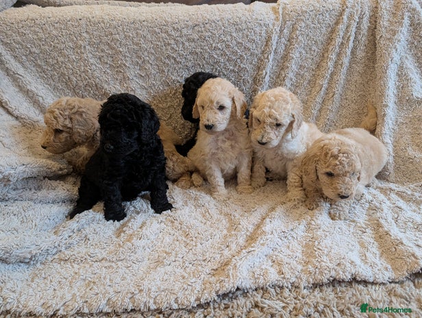 Standard Poodle dogs Standard poodles - Advert 10