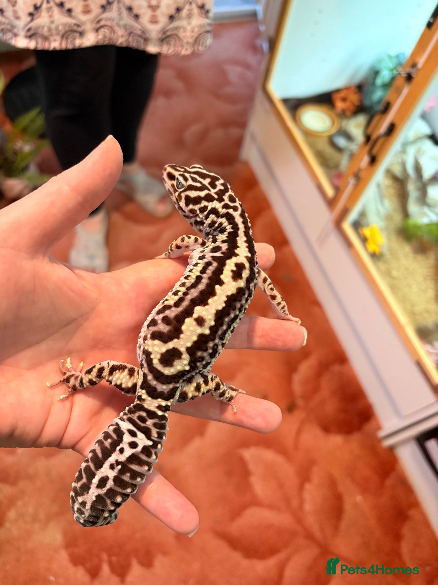 Gecko reptiles Adult female leopard gecko lavender stripe bold - Advert 5