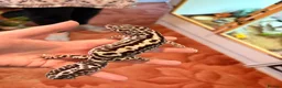 Gecko reptiles for sale: Adult female leopard gecko lavender stripe bold - Advert 1