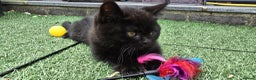 British Shorthair cats for sale: Stunning Unique Pedigree Black British Shorthair  - Advert 6