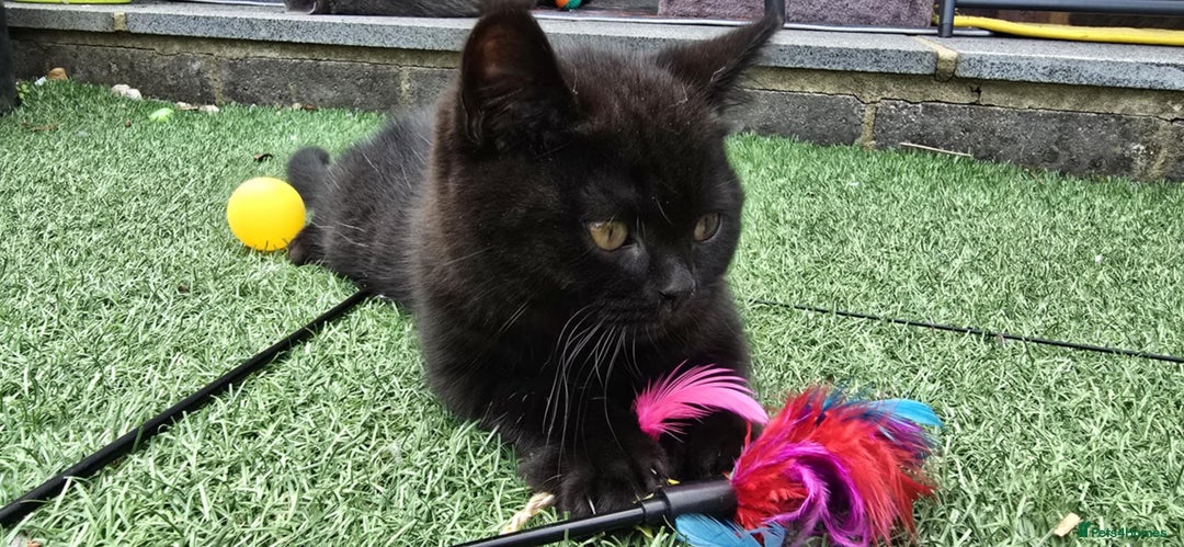 British Shorthair cats for sale: Stunning Unique Pedigree Black British Shorthair  - Advert 6