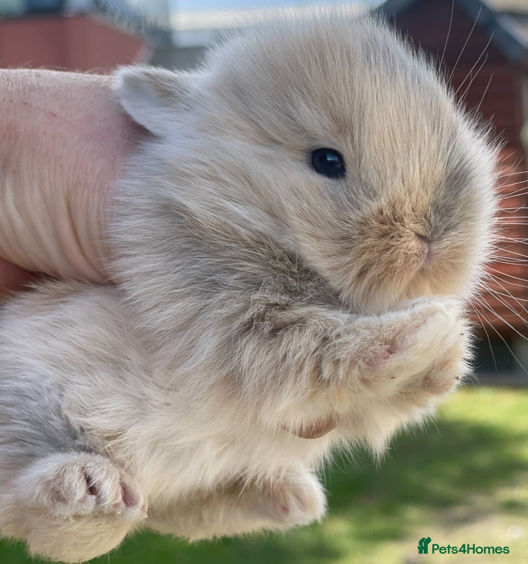Lionhead rabbits for sale: Baby Lionhead bunnies ! Ready to be reserved ! - Image 3