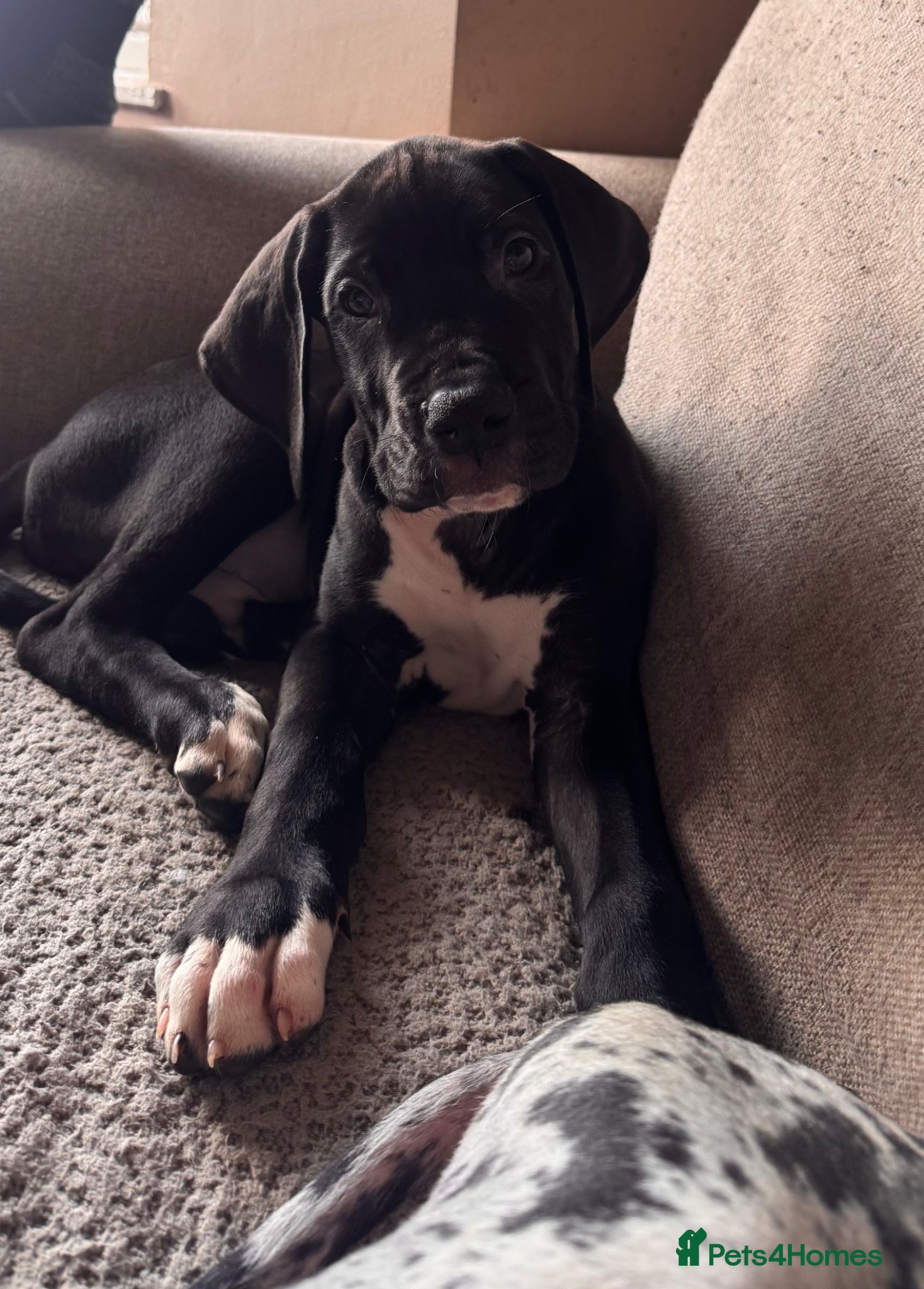 Great Dane dogs KC reg Great Dane boy left - Advert 4