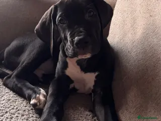 Great Dane dogs KC reg Great Dane boy left - Advert 5