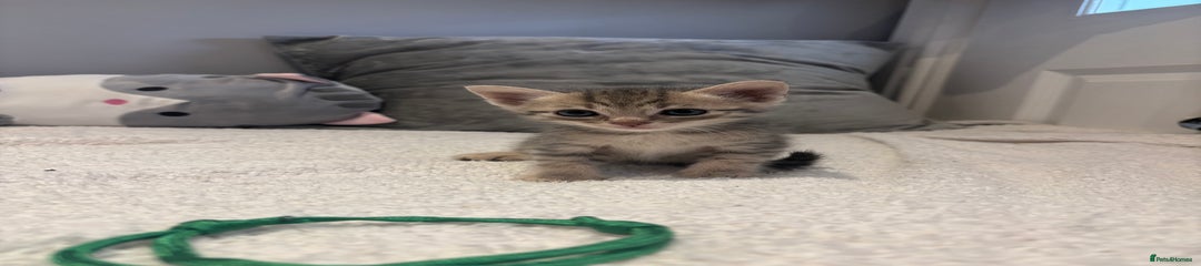 Savannah Kitten 3