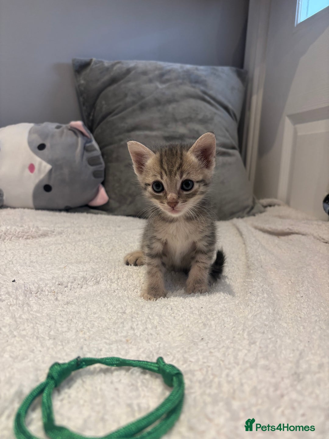 Savannah cats for sale: Savannah x kittens  - Image 5