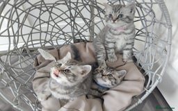 British Shorthair cats for sale: Stunning British Shorthair Kittens For Sale - Image 2