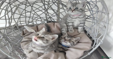 British Shorthair cats - Advert 9