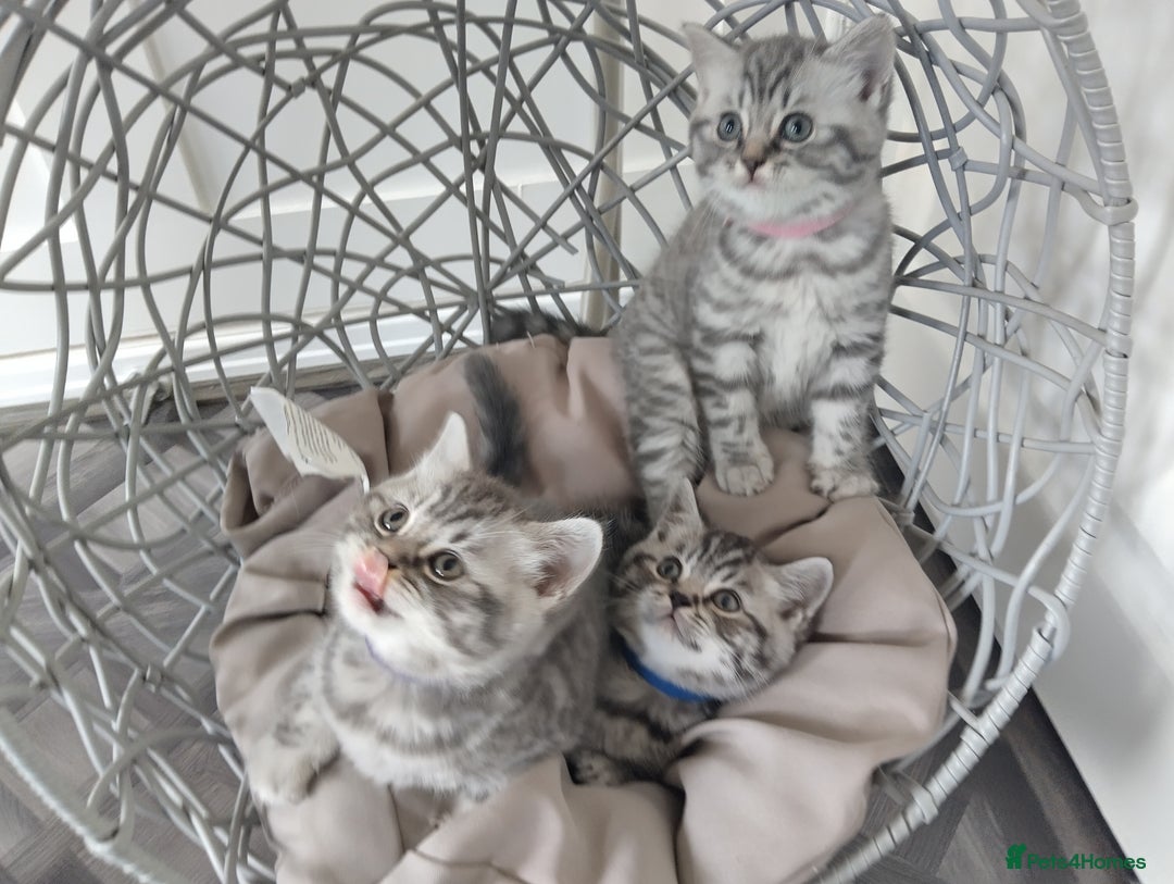 British Shorthair cats for sale: Stunning British Shorthair Kittens For Sale - Image 2