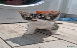 Domestic Shorthair cats for sale: 3 beautiful cats  - Image 3