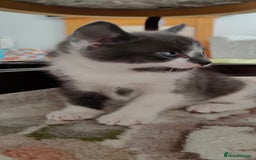 Mixed Breed cats for sale: Kitten's  - Image 12