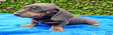 Miniature Dachshund 1
