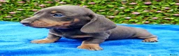 Miniature Dachshund dogs for sale: FULLY VAX BELLA KC Reg PRA Clear mini solid - Advert 16
