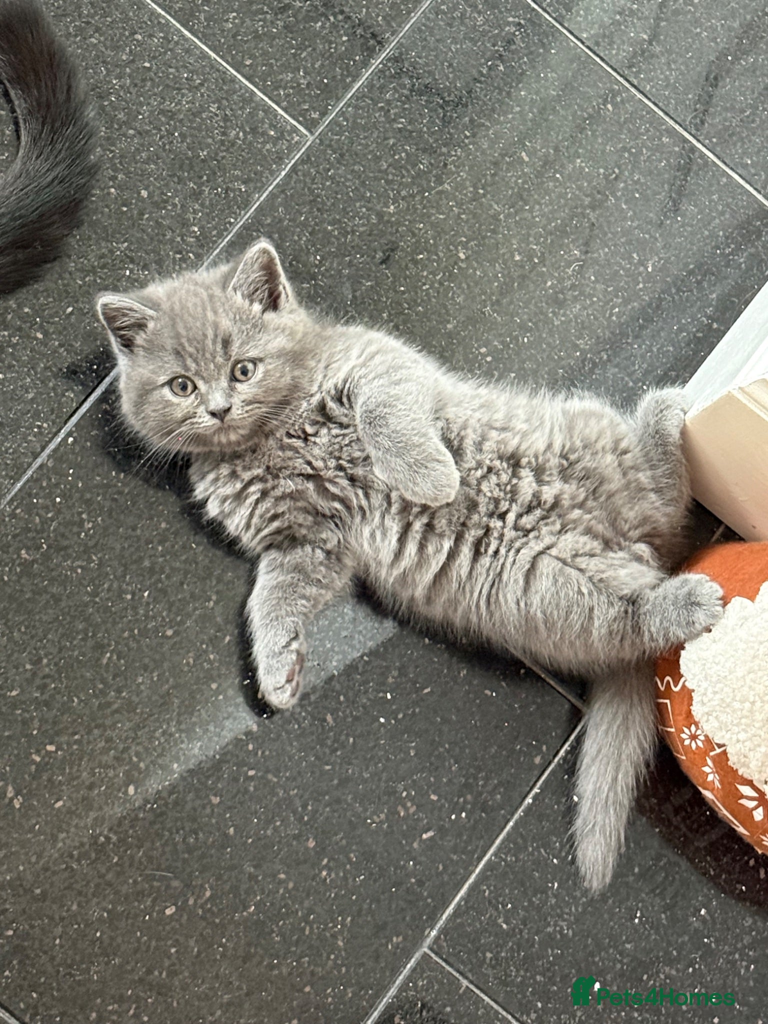 British Shorthair cats British shorthair  - Advert 15