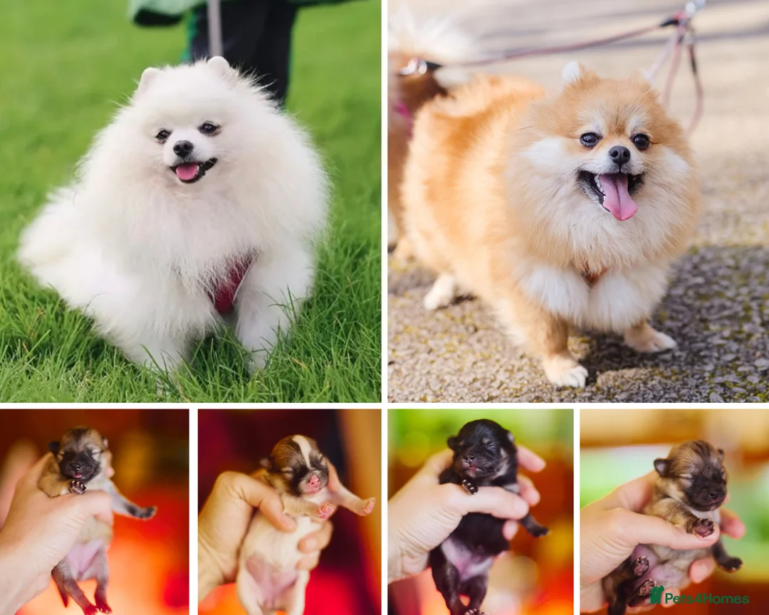 Pomeranian dogs for sale: KC registered pomeranian puppies - 4 girls  - Advert 1