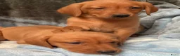 Labrador Retriever dogs for sale: Red labrador - Advert 19
