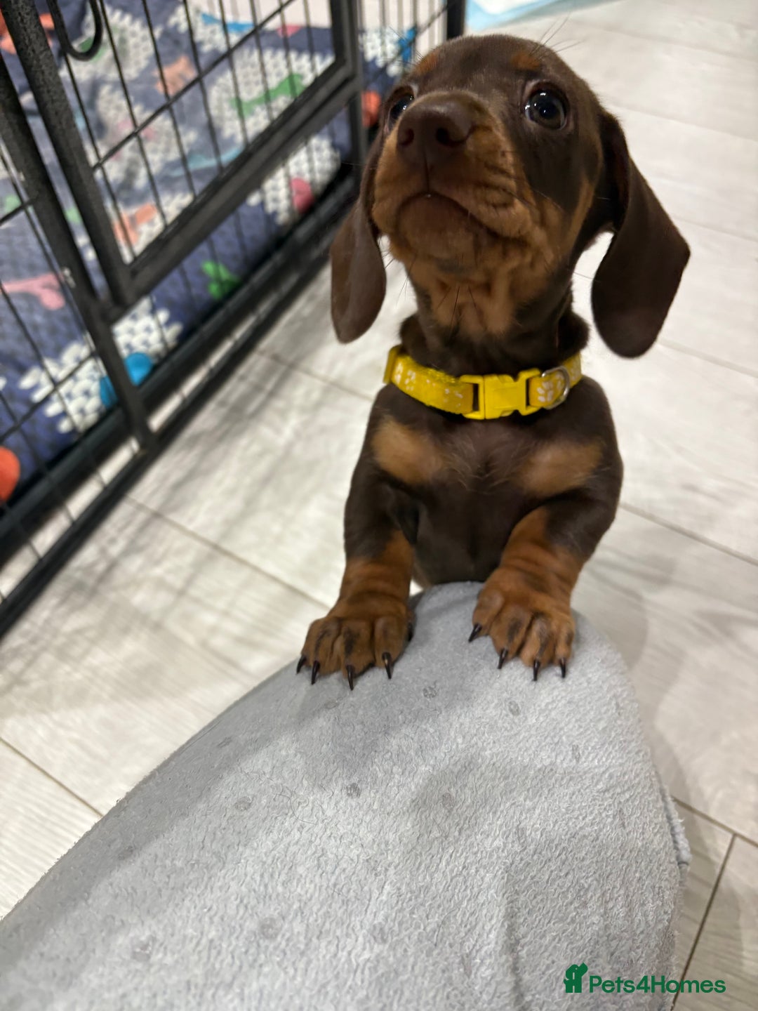 Miniature Dachshund dogs for sale: Miniature Dachshund Puppies  - Advert 9