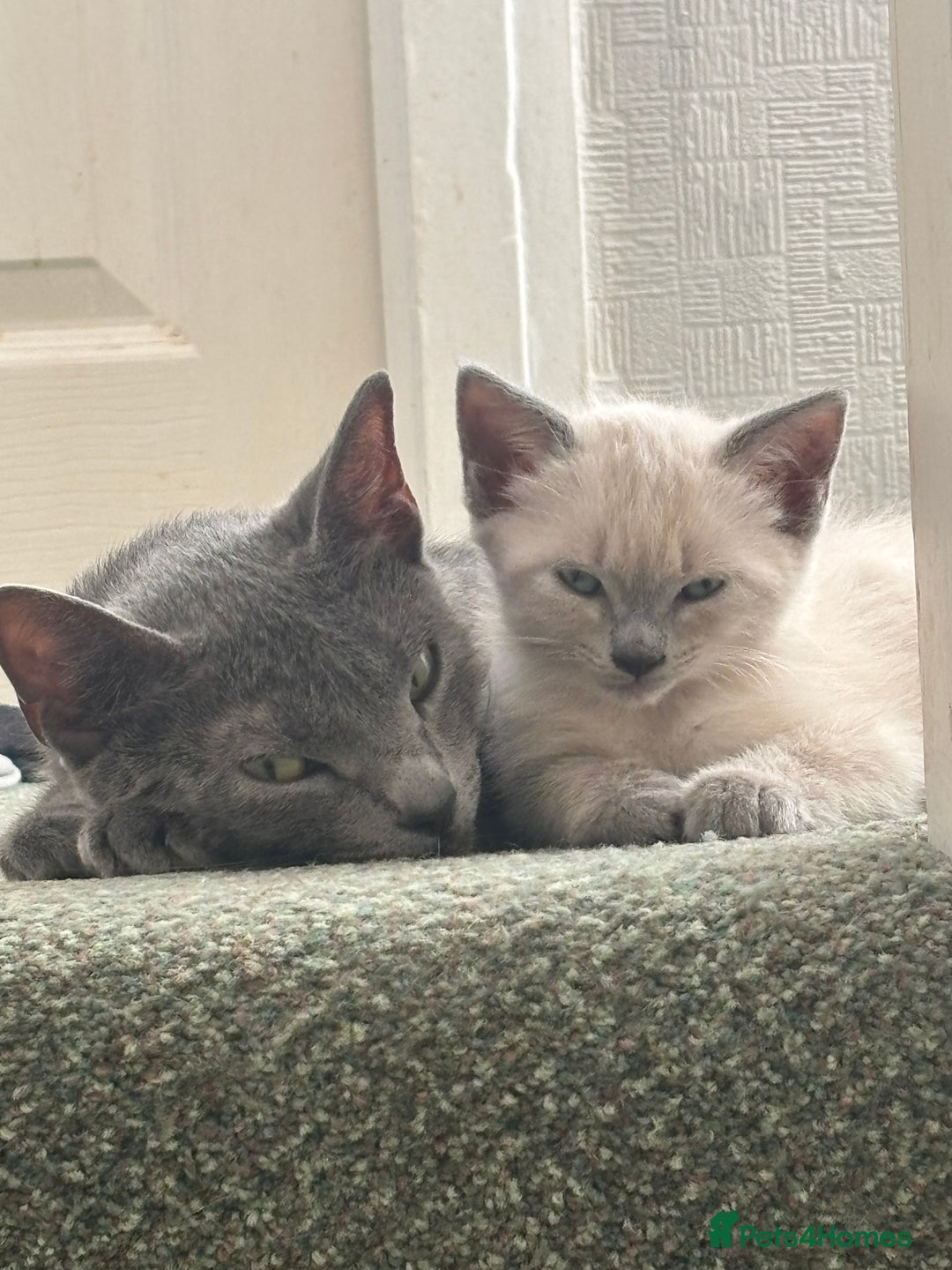 Mixed Breed cats for sale: Female kitten ready to go to her new home  - Advert 6