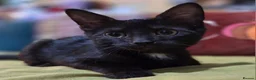 Mixed Breed cats for sale: 3 beautiful boy kittens ready now  in ELY - Advert 2