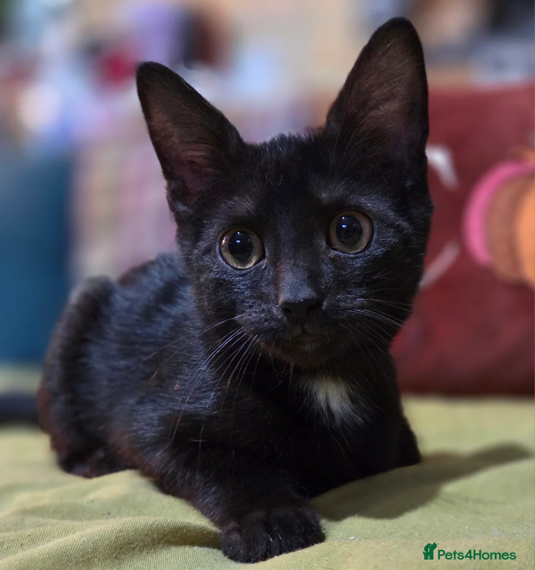Mixed Breed cats for sale: 3 beautiful boy kittens ready now  in ELY - Advert 2