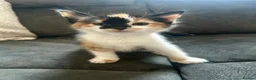 Mixed Breed cats for sale: 5 beautiful mixed Kittens for sale - Advert 1