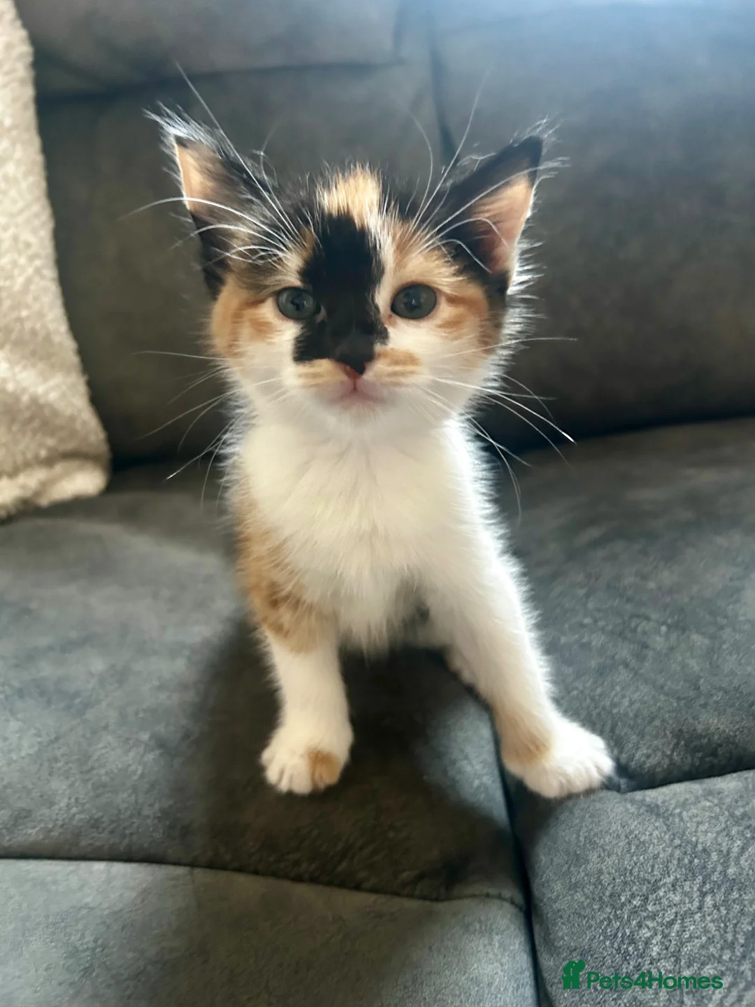 Mixed Breed cats for sale: 5 beautiful mixed Kittens for sale - Advert 1