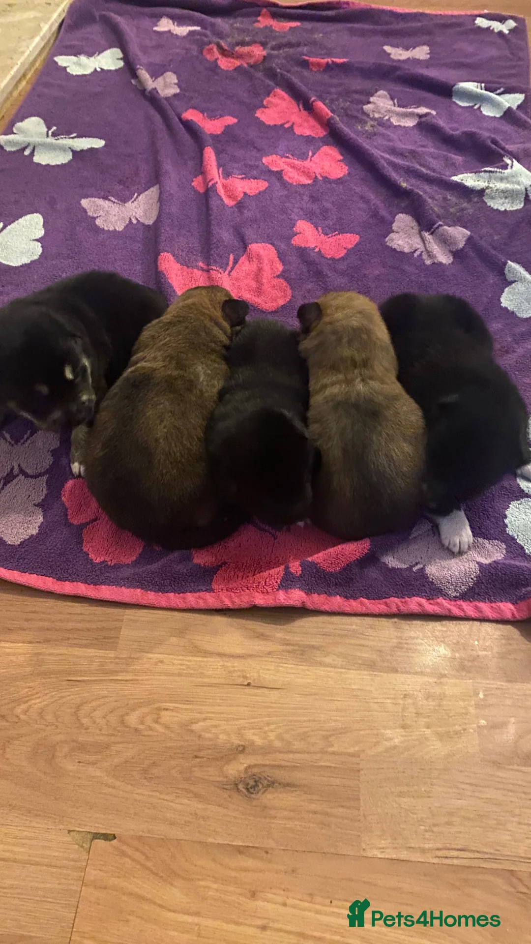 Mixed Breed dogs for sale: Border x Pomskys  - Advert 4