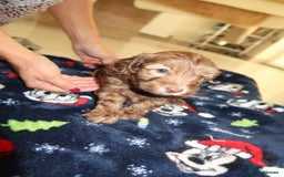 Cockapoo dogs for sale: Beautiful f1b Cockapoo puppy's   - Advert 21