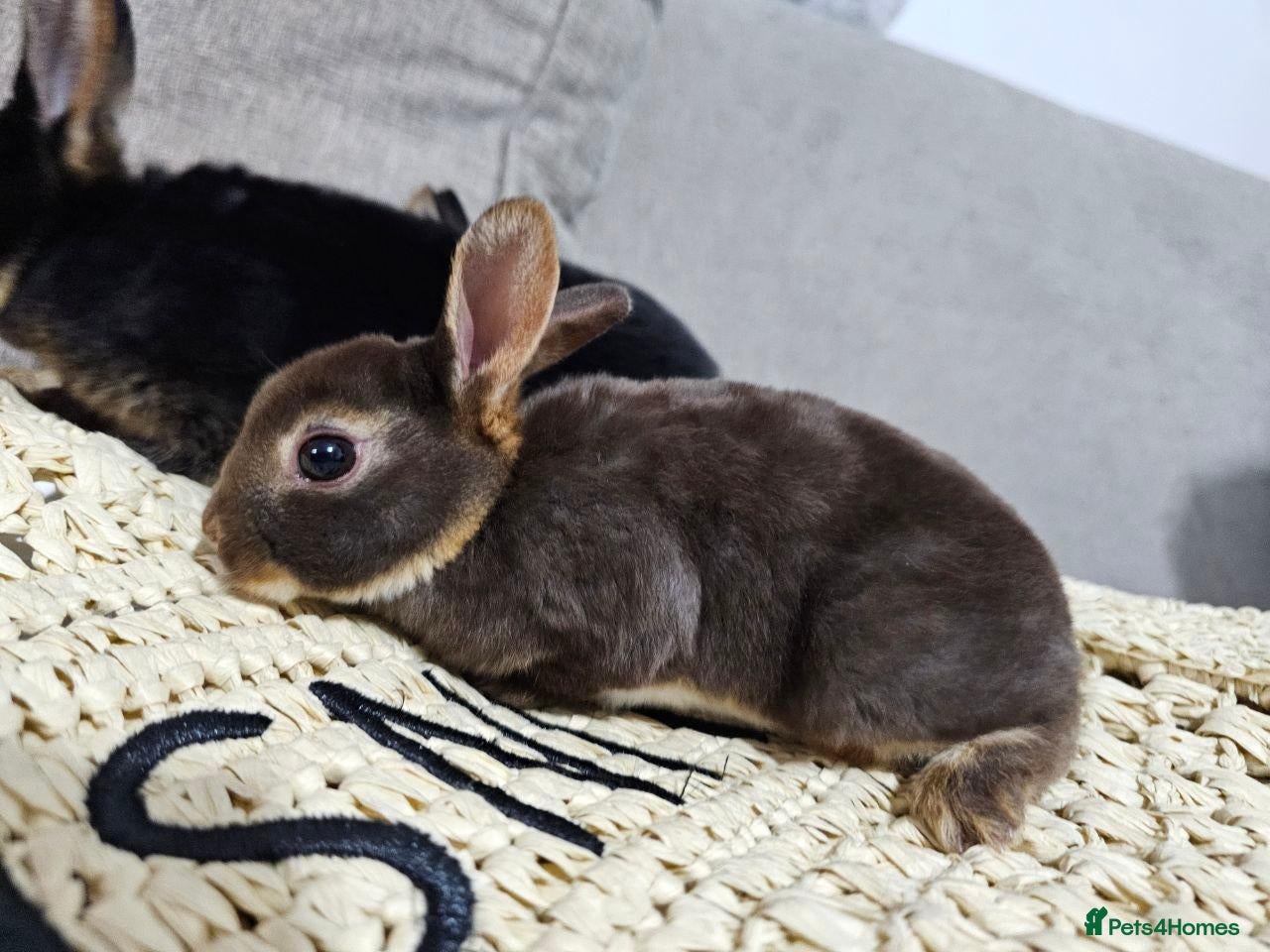Rex rabbits  Adorable Rex Rabbits Babies - Advert 14