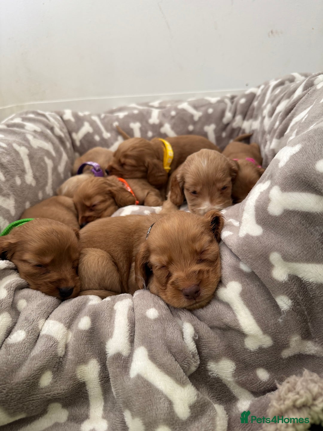Cocker Spaniel dogs for sale: 🐾Exceptional Show Cocker Spaniels🐾 - Image 7