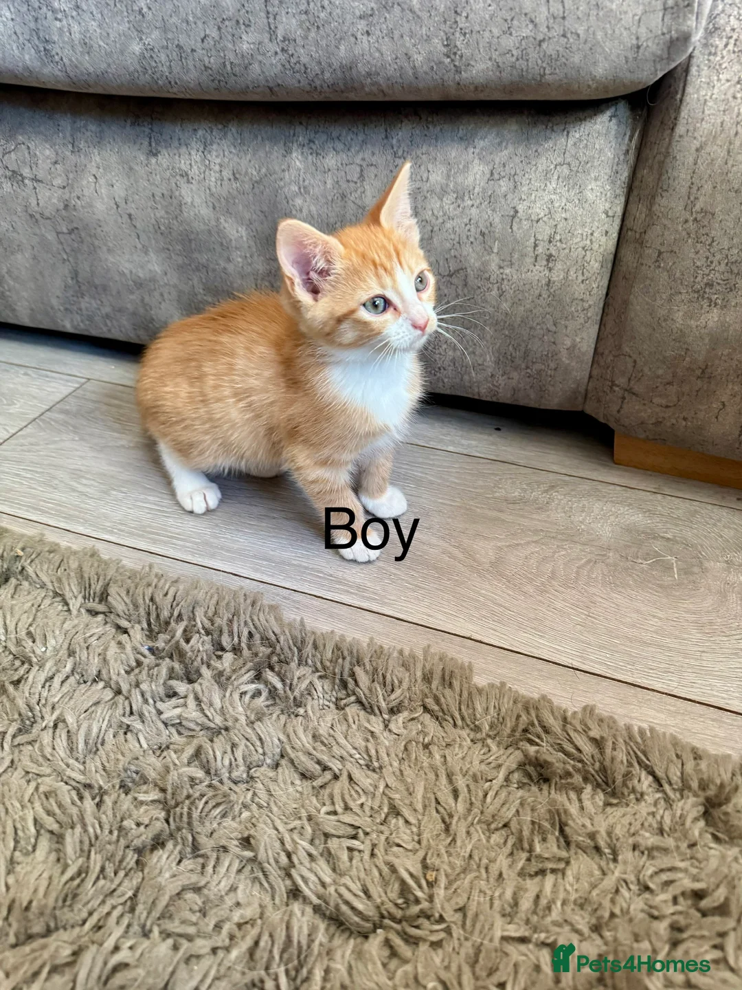 Mixed Breed cats for sale: Beautiful kittens in Wakefield - Advert 2