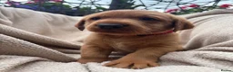 Labrador Retriever dogs for sale: Fox Red Labrador Puppy’s for Sale - Advert 24