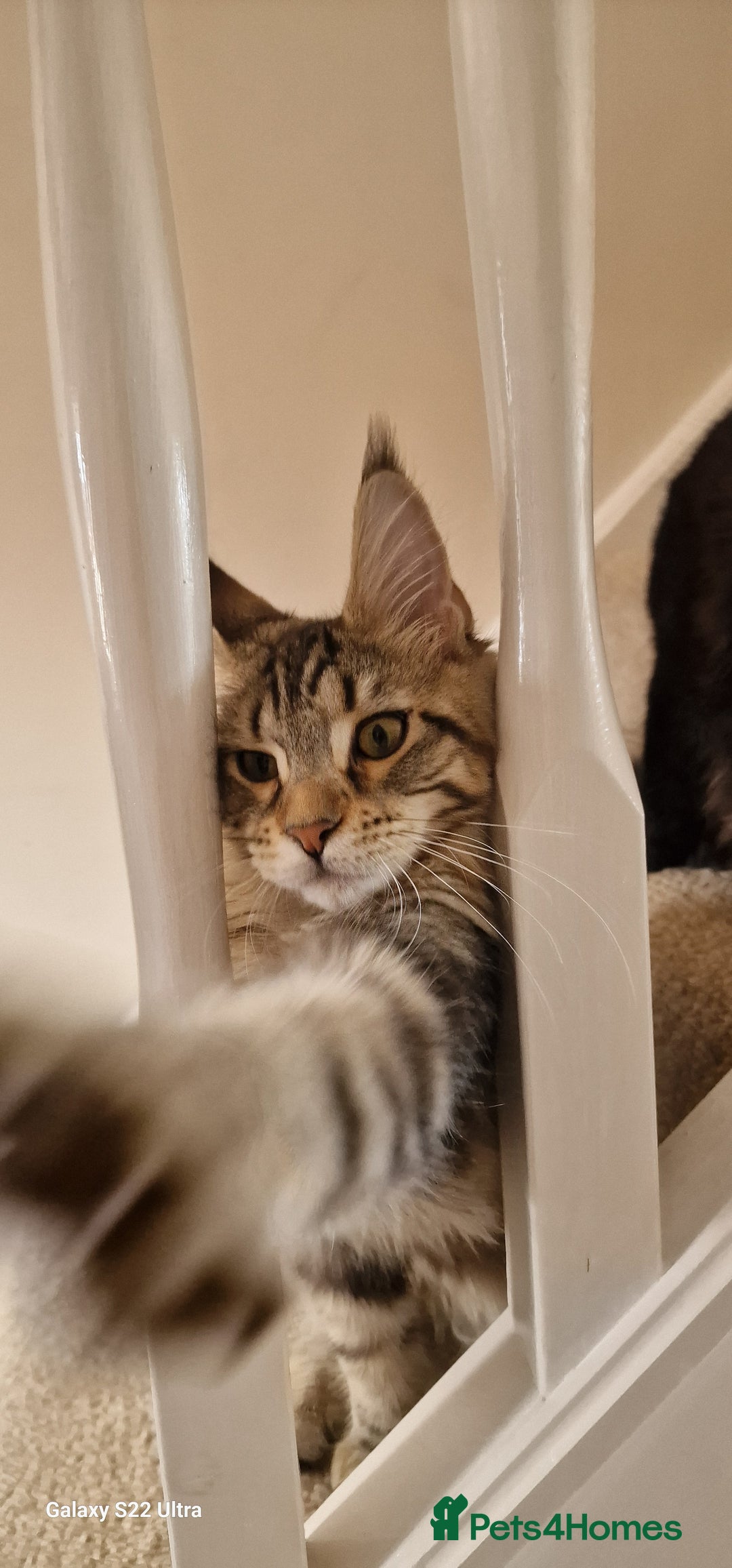 Maine Coon cats for sale: Pure Maine coon👑 - Image 14