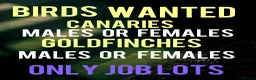 Canaries birds for sale: Birds wanted  - Advert 2