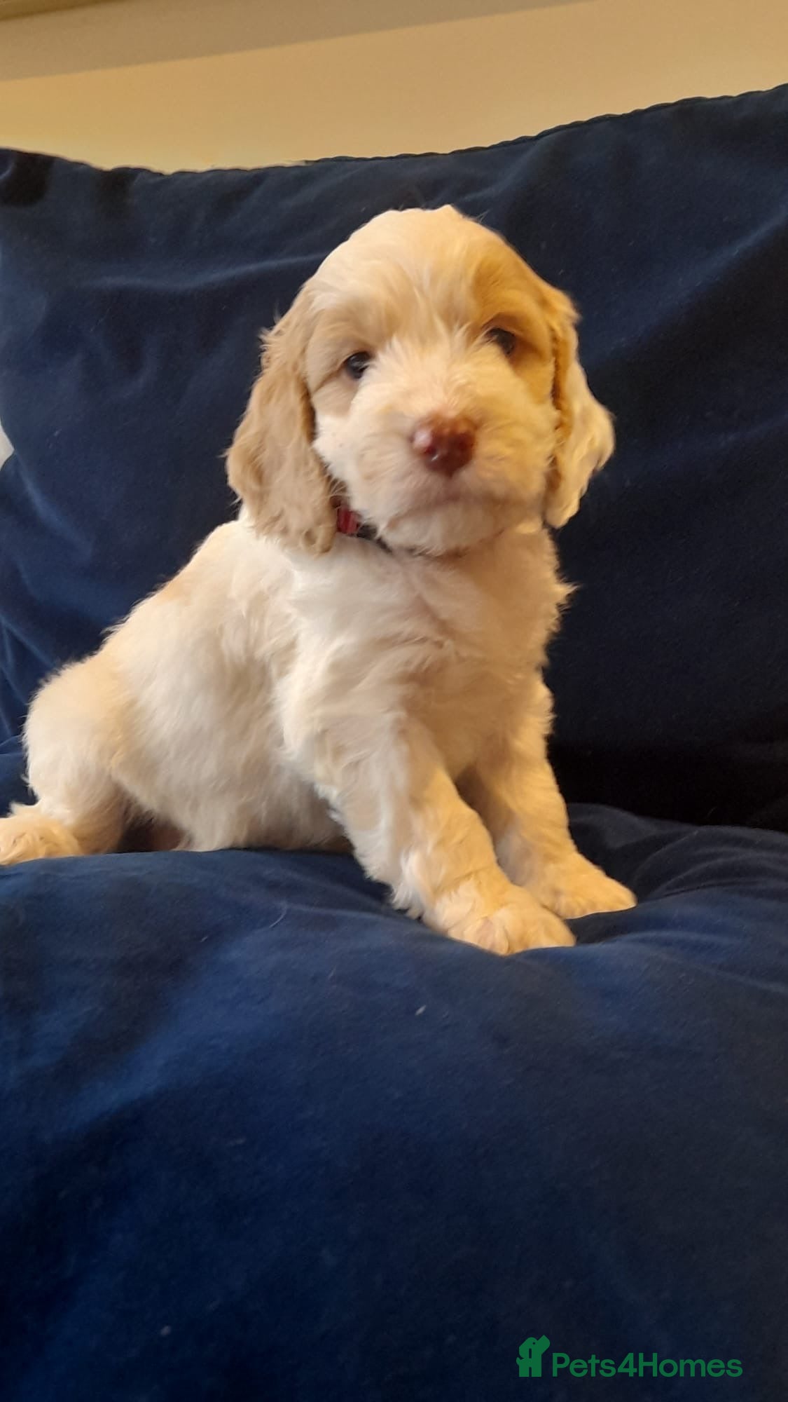 Cockapoo dogs Most Beautiful litter F1 Cockapoo puppies  - Advert 15