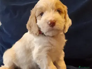 Cockapoo dogs Most Beautiful litter F1 Cockapoo puppies - Advert 15