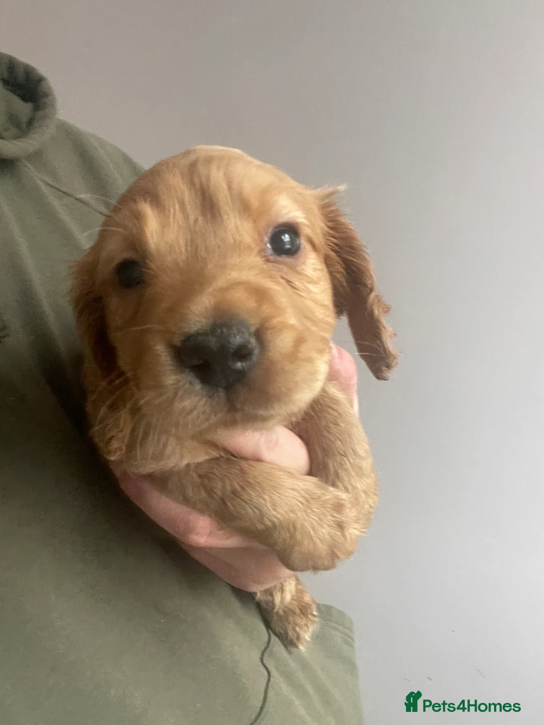 Cocker Spaniel dogs for sale: Beautiful working cocker spaniel puppies - Advert 8