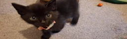 Mixed Breed cats for sale: 8 week old female kitten  in Irvine - Advert 8