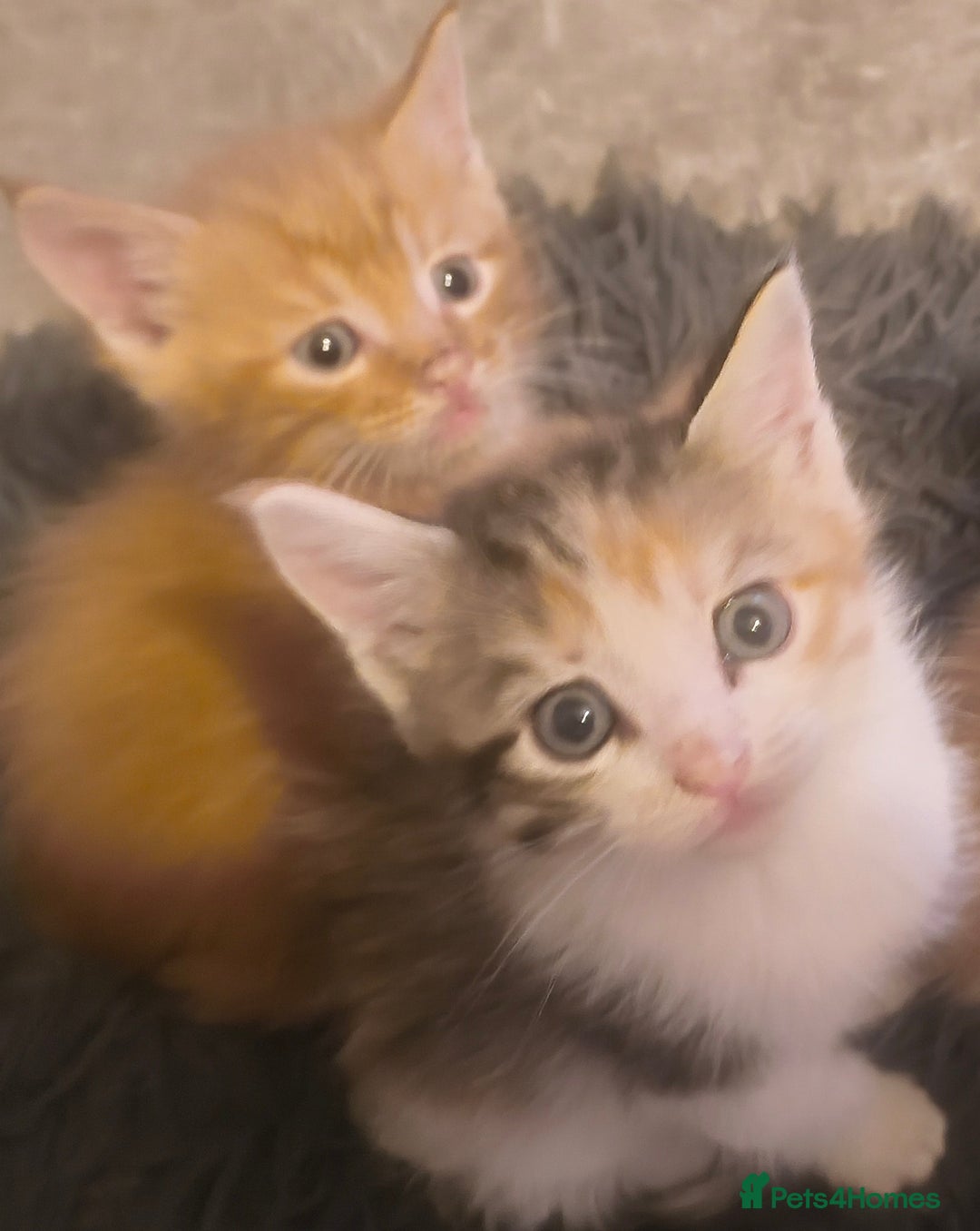 Maine Coon cats for sale: Half Maine coon ready to leave now - Image 14