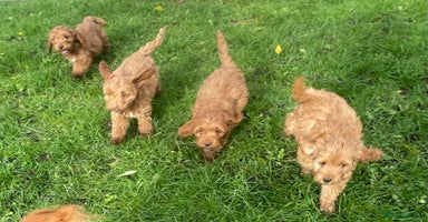 Cockapoo dogs - Advert 12