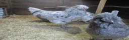 Hens poultry for sale: Trio, Blue/Splash Araucana ( blue/green eggs) - Advert 1