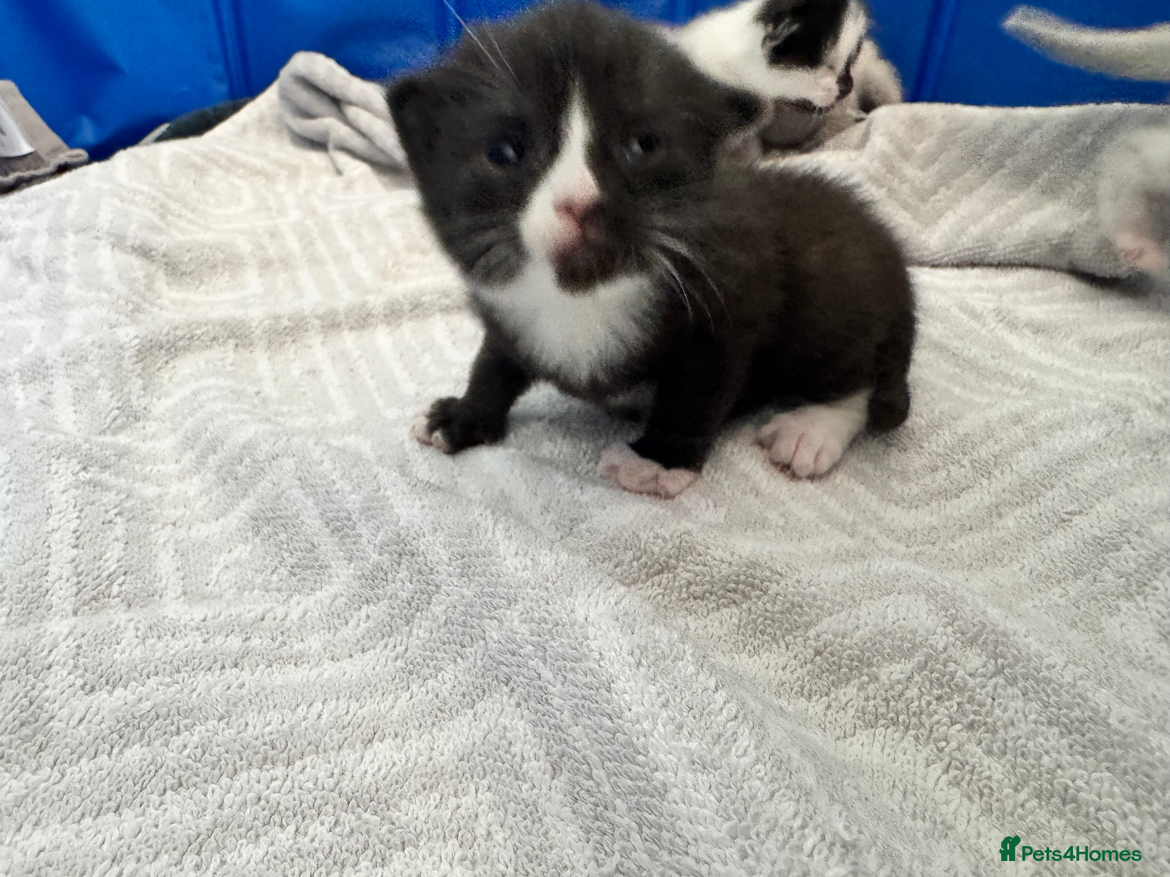 Siamese cats Siamese stunners  - Advert 2