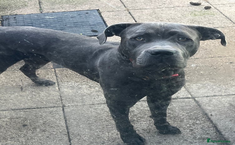 Cane Corso dogs for sale - Advert 1