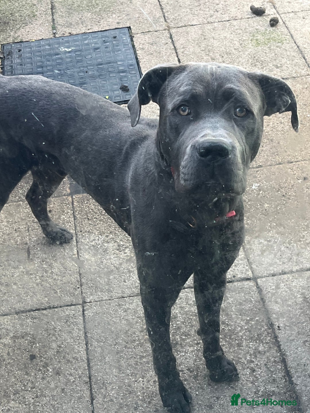 Cane Corso dogs for sale: Rehome  - Image 1