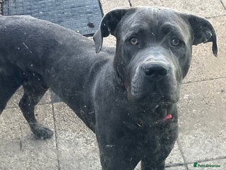Cane Corso dogs - Advert 24
