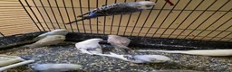Budgerigars birds for sale: Silly hand tamed baby budgies for sale  - Advert 11