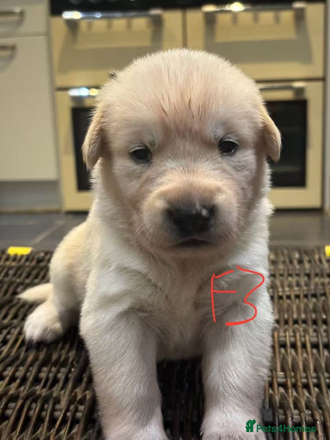 Mixed Breed dogs for sale: puppies for sale - Advert 15