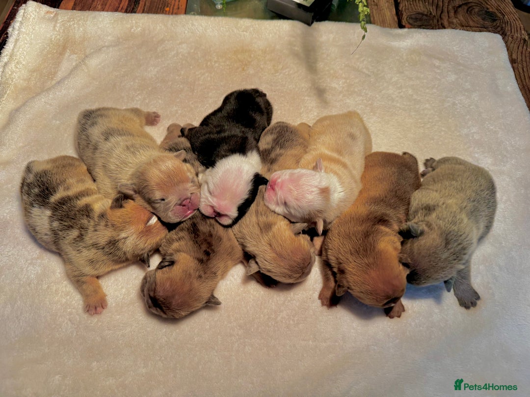 English Bulldog dogs for sale: Stunning litter of coloured Bulldogs home reared - Advert 6